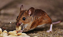 24 Hour & Emergency Exterminators in Death Valley Junction, CA